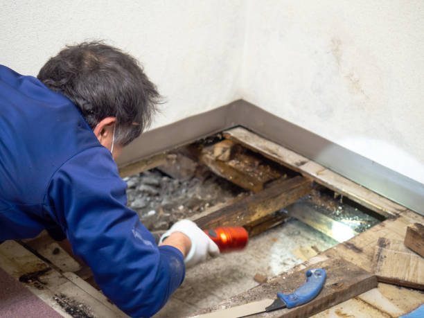 Best Commercial Mold Removal  in Alamosa East, CO