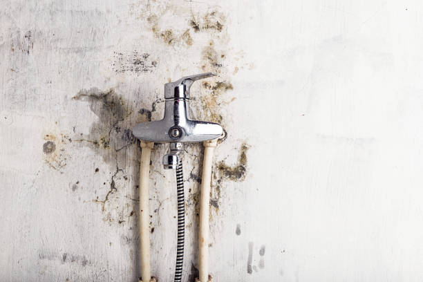 Office Mold Removal Services in Alamosa East, CO