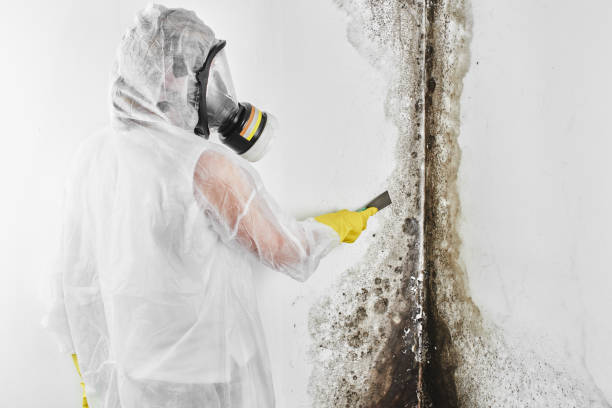 Best Attic Mold Removal  in Alamosa East, CO