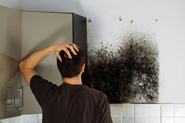 Best Residential Mold Removal  in Alamosa East, CO