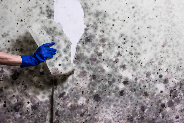 Best Mold Testing  in Alamosa East, CO