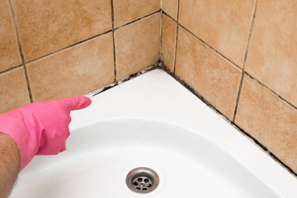 Best Office Mold Removal Services  in Alamosa East, CO